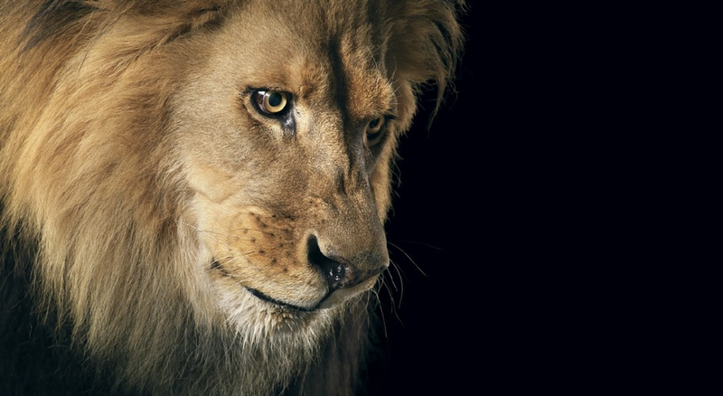 Illustration for article titled Tim Flach's intimate animal portraits reveal nature's human side